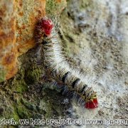 2017 Caterpillar beauty
